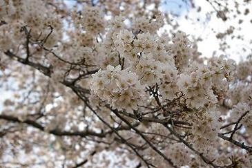 ２０１０年の桜.jpg